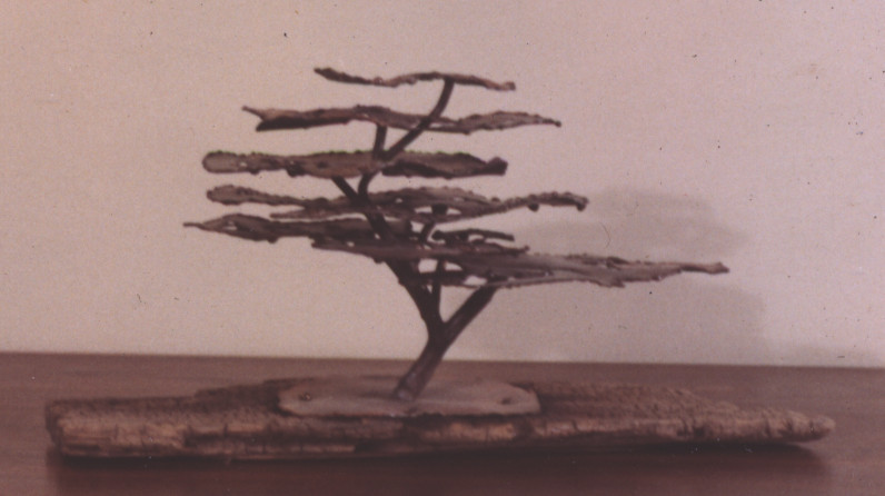 bonsai by dad